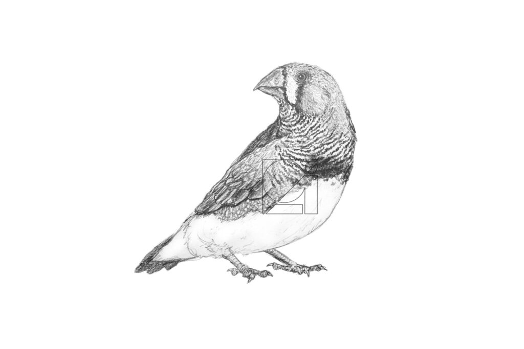 B&W Zebra Finch
