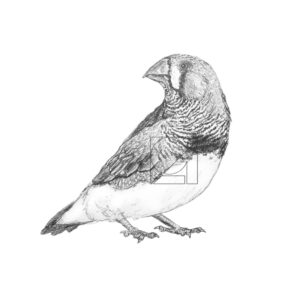 B&W Zebra Finch