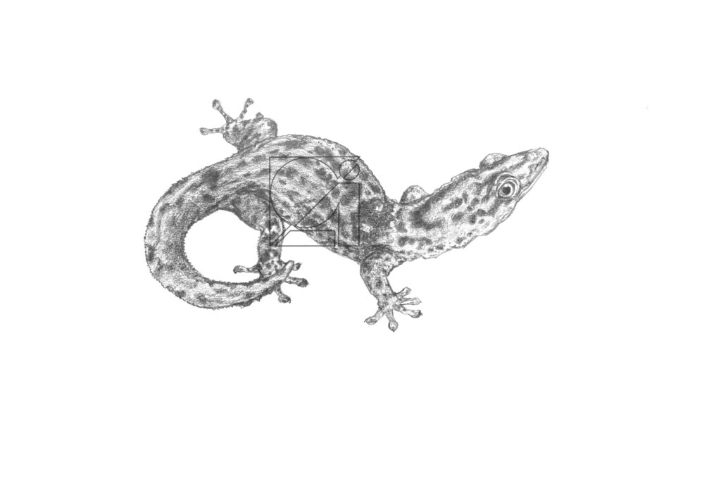 B&W Big-scaled Dwarf Gecko