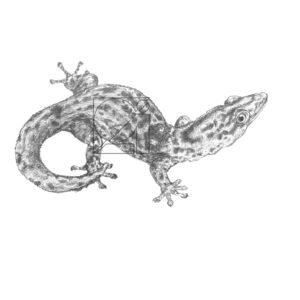 B&W Big-scaled Dwarf Gecko