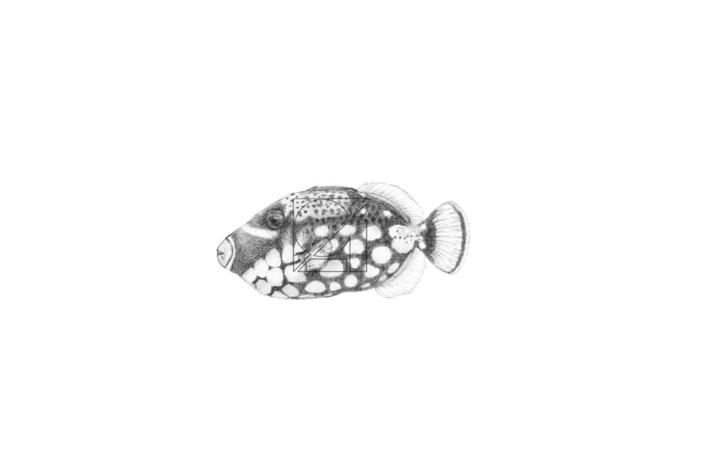 B&W Clown Triggerfish