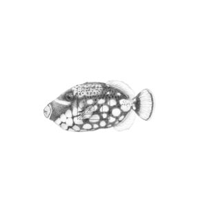 B&W Clown Triggerfish