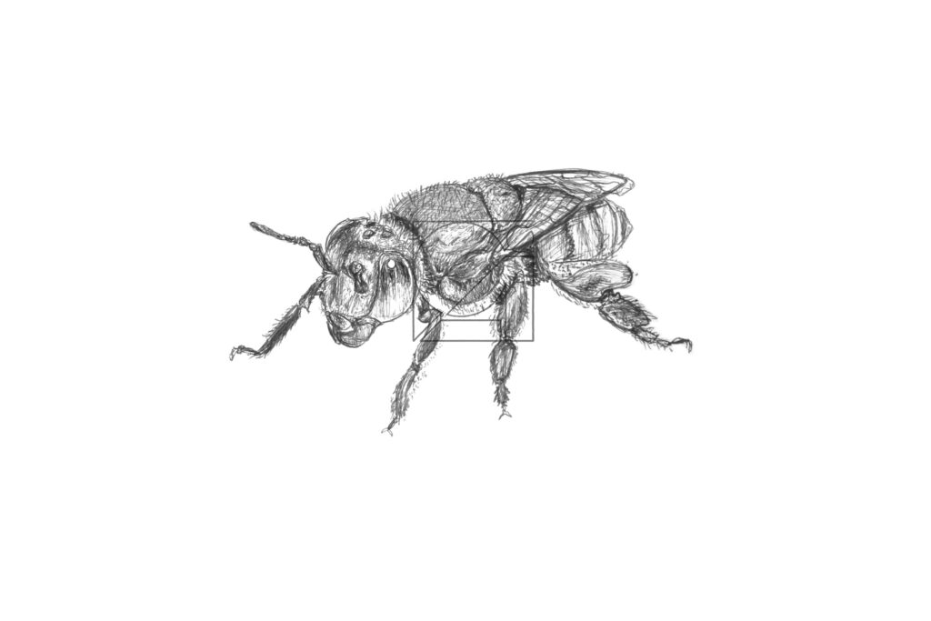 B&W Green Orchid Bee