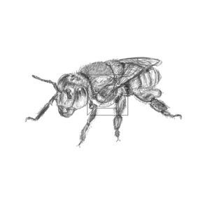 B&W Green Orchid Bee