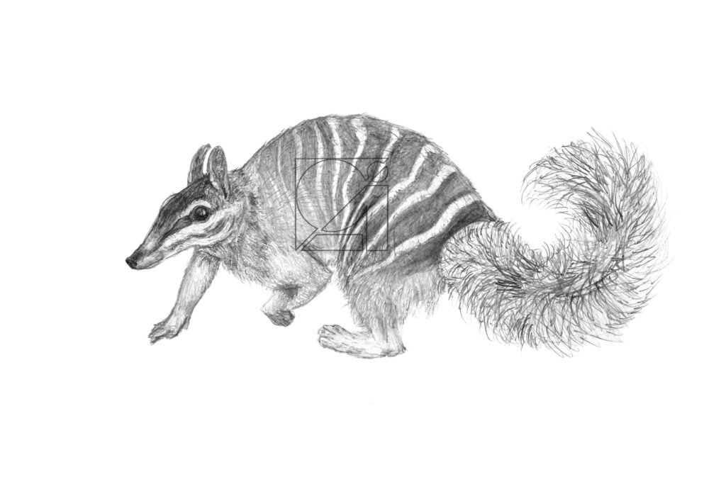 B&W Numbat