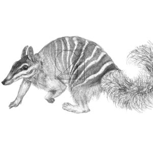 B&W Numbat