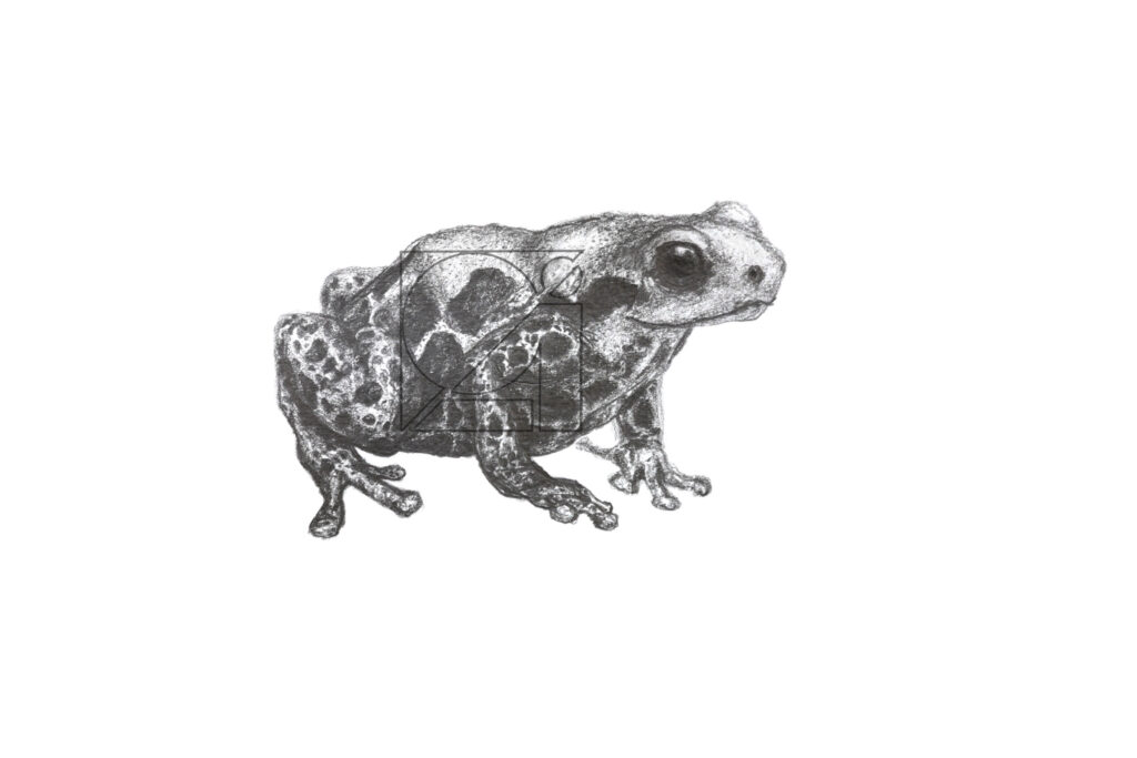 B&W Red-backed Poison Frog