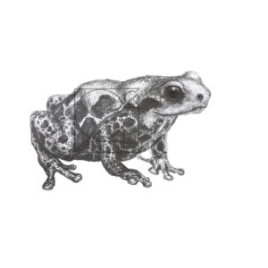 B&W Red-backed Poison Frog