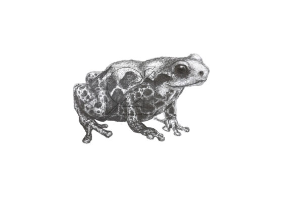B&W Red-backed Poison Frog