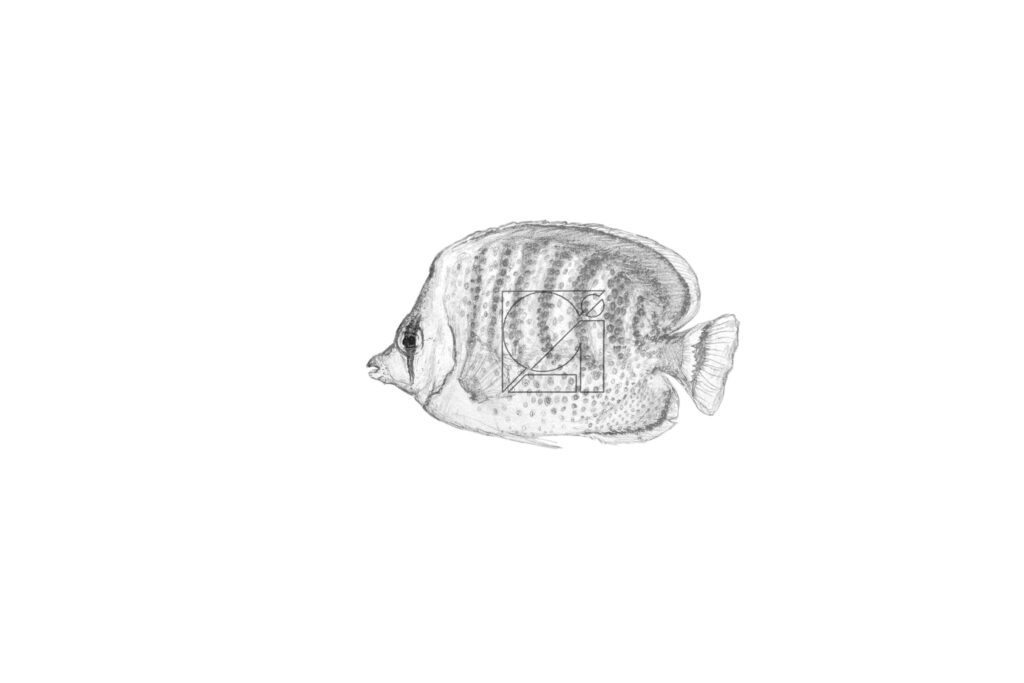 B&W Spot-banded Butterflyfish
