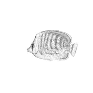 B&W Spot-banded Butterflyfish