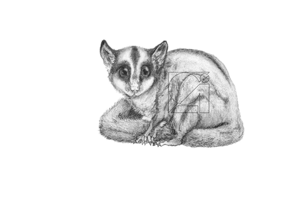 B&W Sugar Glider