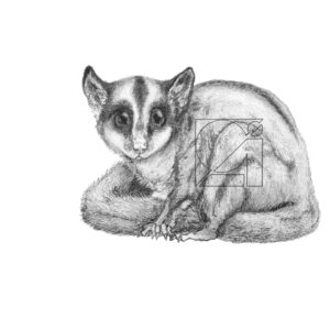 B&W Sugar Glider