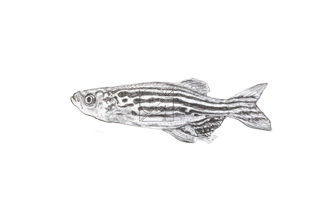 B&W Zebra fish