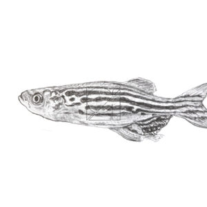 B&W Zebra fish