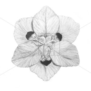 B&W African Iris
