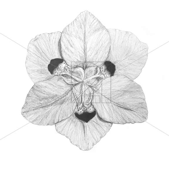 B&W African Iris