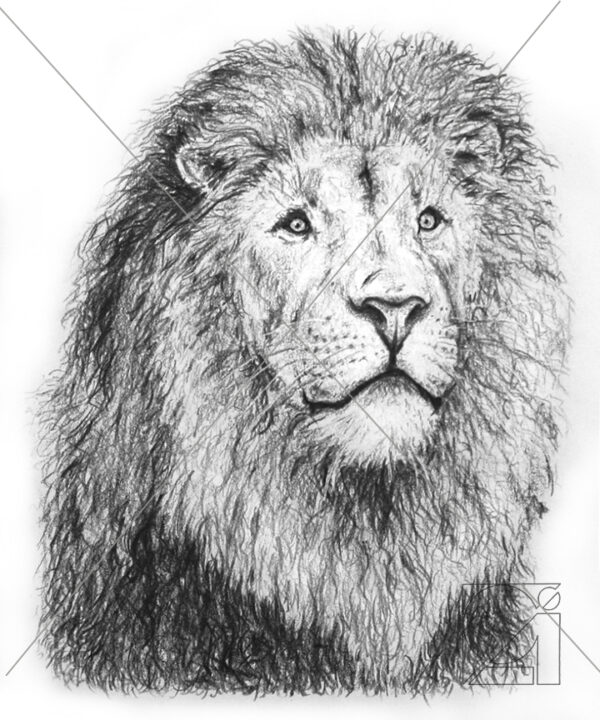 B&W Lion Portrait