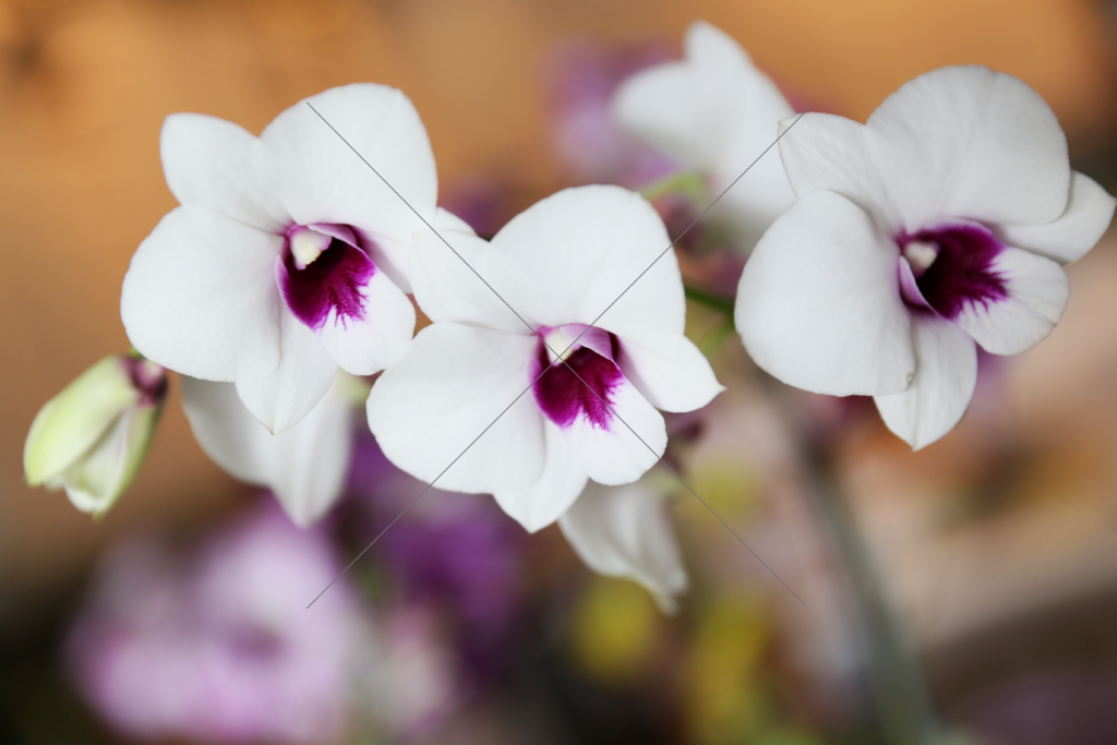 Orchid Trio White