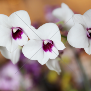 Orchid Trio White