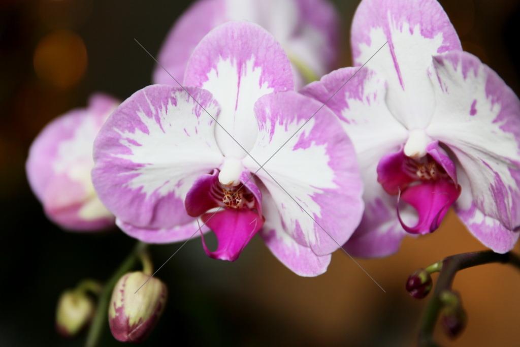 Orchid Duo Liliac
