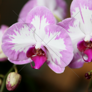 Orchid Duo Liliac