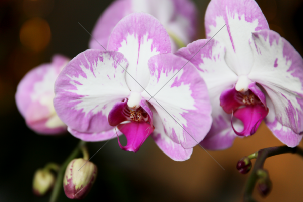 Orchid Duo Liliac