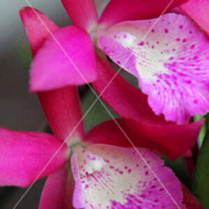 Orchid Duo Hot Pink
