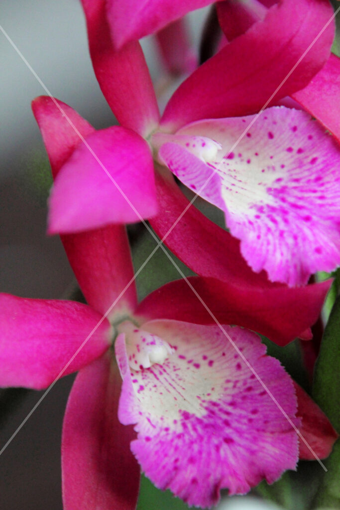 Orchid Duo Hot Pink