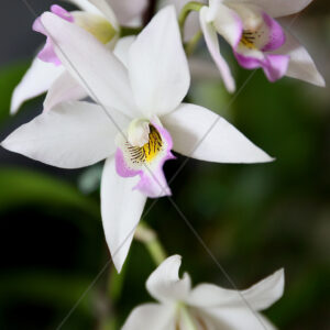 Orchid White