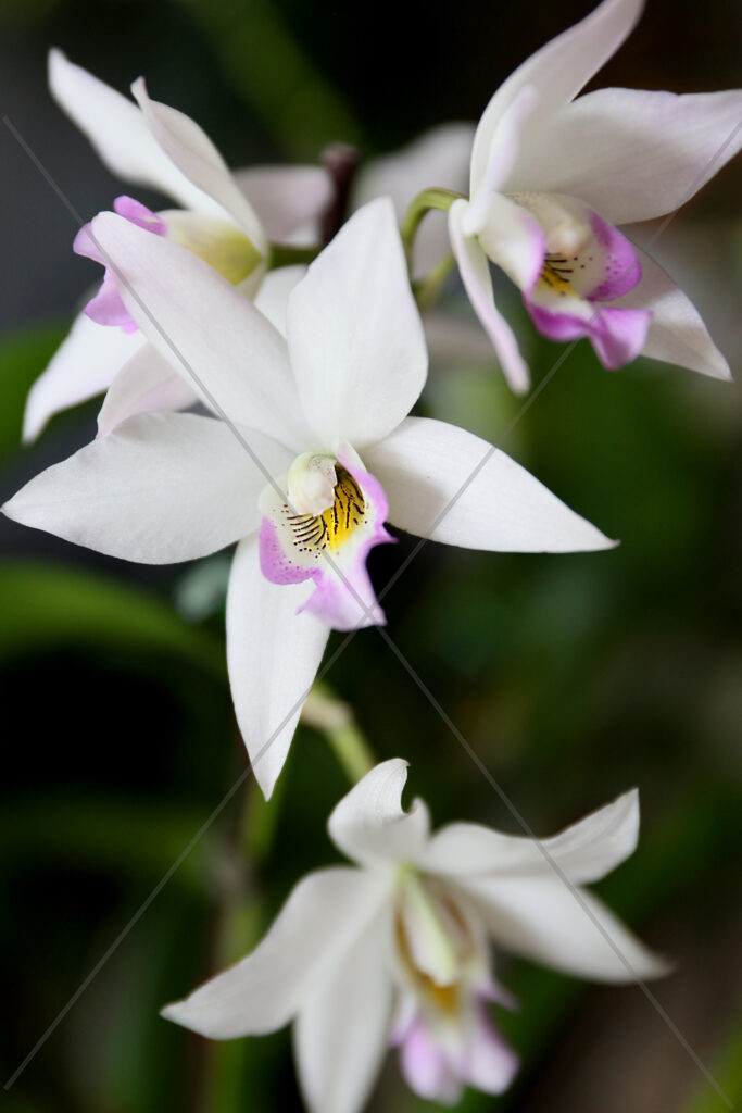 Orchid White