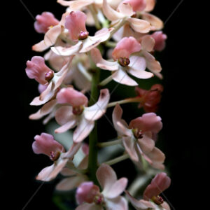 Orchid Mini Pink