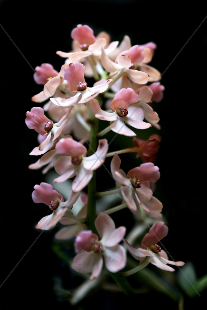 Orchid Mini Pink