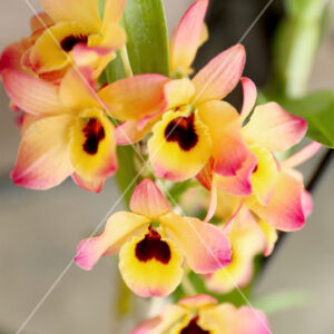 Orchid Cluster Yellow