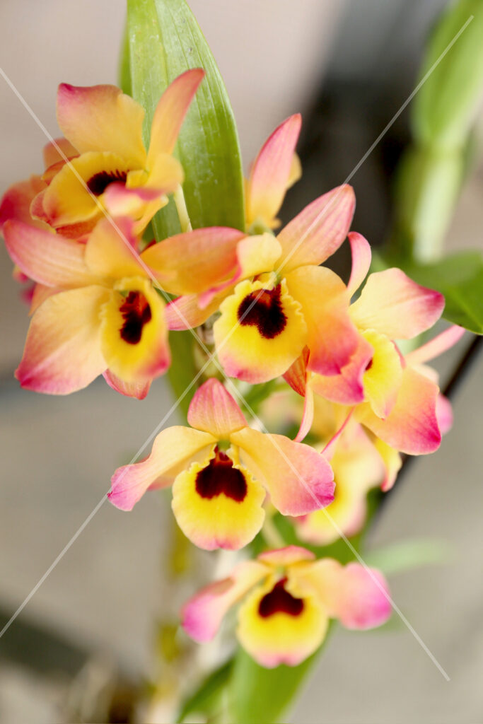 Orchid Cluster Yellow