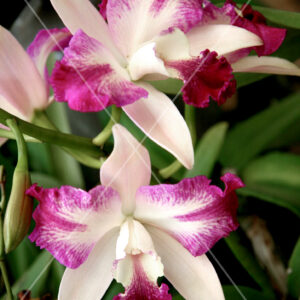 Orchid Duo Pink