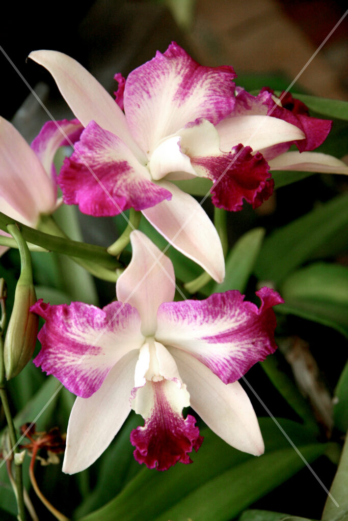 Orchid Duo Pink