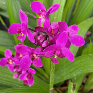 Orchid Mini Hot Pink