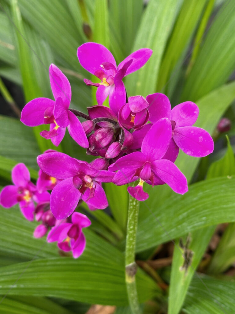 Orchid Mini Hot Pink