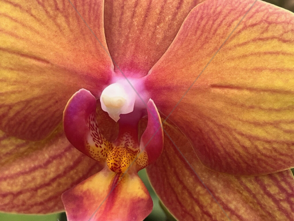 Orchid Orange