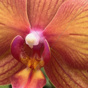 Orchid Orange