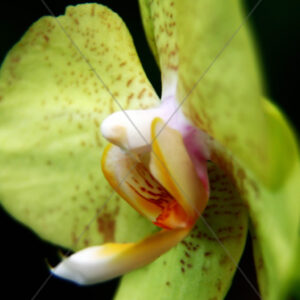 Orchid Green