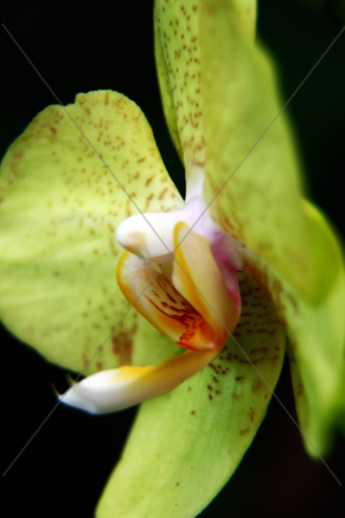 Orchid Green
