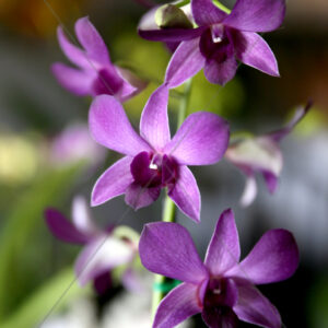 Orchid Purple