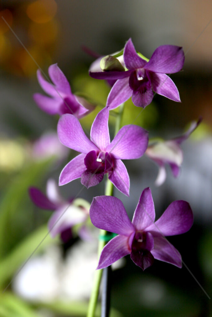 Orchid Purple