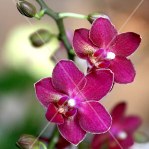 Orchid Duo Mini Hot Pink