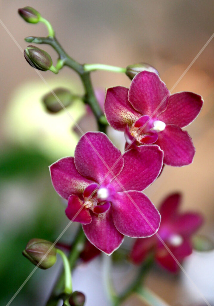 Orchid Duo Mini Hot Pink